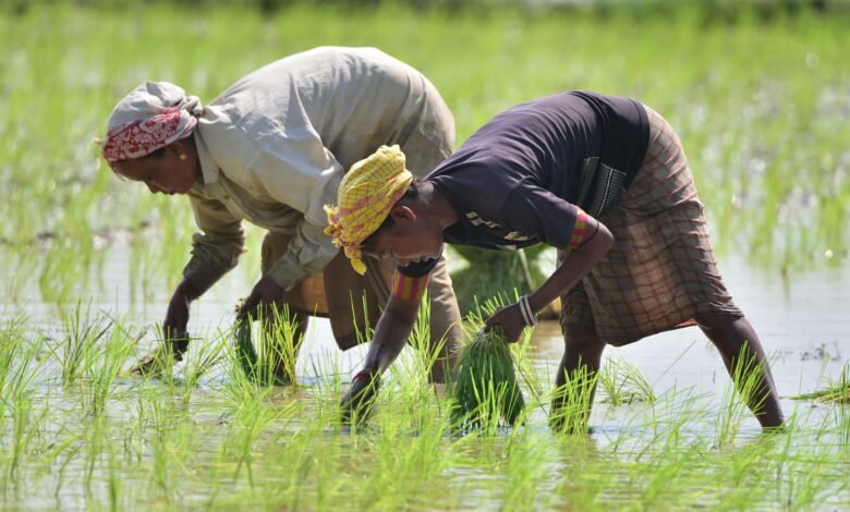 India's rice export ban to impact millions in Asia, Africa, Middle East